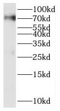 Western Blot SERAC1 Antibody - BSA Free