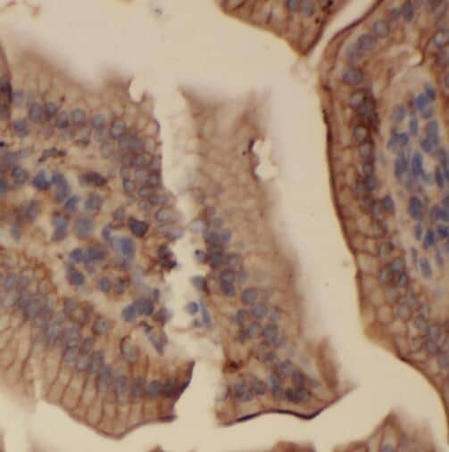 Immunohistochemistry SERAC1 Antibody - BSA Free