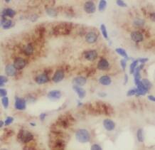 Immunohistochemistry: Methionine Sulfoxide Reductase B Antibody - BSA Free [NBP3-45395] - Immunohistochemical of paraffin-embedded mouse kidney using (Methionine Sulfoxide Reductase B antibody) at dilution of 1:50