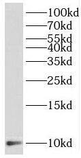 Western Blot SELK Antibody - BSA Free