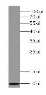 Western Blot: SEC61B Antibody - BSA Free [NBP3-45409] - Mouse liver tissue were subjected to SDS PAGE followed by western blot with (SEC61B antibody) at dilution of 1:500