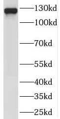 Western Blot SEC23IP Antibody - BSA Free