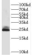 Western Blot SDF2L1 Antibody - BSA Free