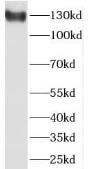Western Blot: SCUBE3 Antibody - BSA Free [NBP3-45420] - Mouse kidney tissue were subjected to SDS PAGE followed by western blot with (SCUBE3 antibody) at dilution of 1:300