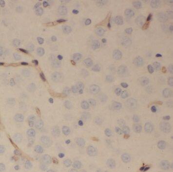 Immunohistochemistry: SCRG1 Antibody - BSA Free [NBP3-45422] - Immunohistochemistry of paraffin-embedded human brain using (SCRG1 antibody) at dilution of 1:50