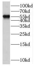Western Blot: SCML4 Antibody - BSA Free [NBP3-45430] - Mouse liver tissue were subjected to SDS PAGE followed by western blot with ( SCML4 Antibody) at dilution of 1:600