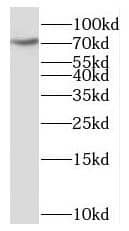 Western Blot: SCLT1 Antibody - BSA Free [NBP3-45433] - Mouse cerebellum tissue were subjected to SDS PAGE followed by western blot with (SCLT1 antibody) at dilution of 1:300