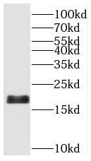 Western Blot: SAT2 Antibody - BSA Free [NBP3-45443] - Mouse ovary tissue were subjected to SDS PAGE followed by western blot with (SAT2 antibody) at dilution of 1:500