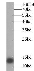 Western Blot SAA2 Antibody - BSA Free