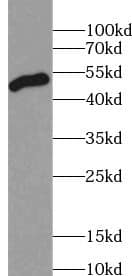 Western Blot ZFYVE27 Antibody - BSA Free
