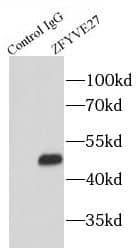 Immunoprecipitation ZFYVE27 Antibody - BSA Free