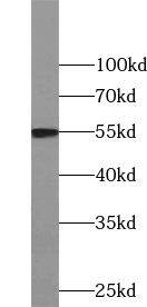 Western Blot: NIPA Antibody - BSA Free [NBP3-45512] - Mouse lung tissue were subjected to SDS PAGE followed by western blot with (NIPA antibody) at dilution of 1:500