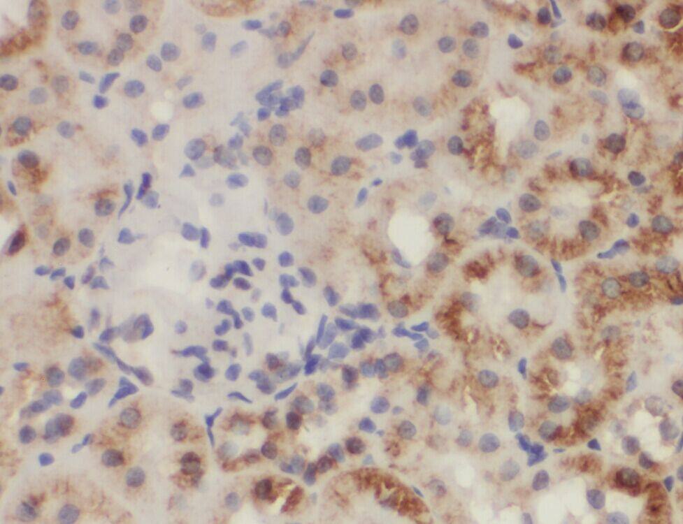 Immunohistochemistry: ZC3HAV1L Antibody - BSA Free [NBP3-45513] - Immunohistochemistry of paraffin-embedded human kidney slide using (ZC3HAV1L Antibody) at dilution of 1:50