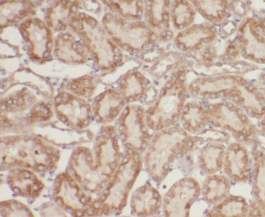 Immunohistochemistry: ZBTB20 Antibody - BSA Free [NBP3-45522] - Immunohistochemistry of paraffin-embedded human kidney tissue slide using (ZBTB20 Antibody) at dilution of 1:50