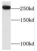 Western Blot TAF1L Antibody - BSA Free