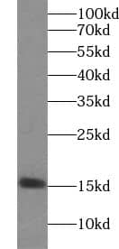 Western Blot: YPEL5 Antibody - BSA Free [NBP3-45529] - Mouse brain tissue were subjected to SDS PAGE followed by western blot with (YPEL5 antibody) at dilution of 1:500