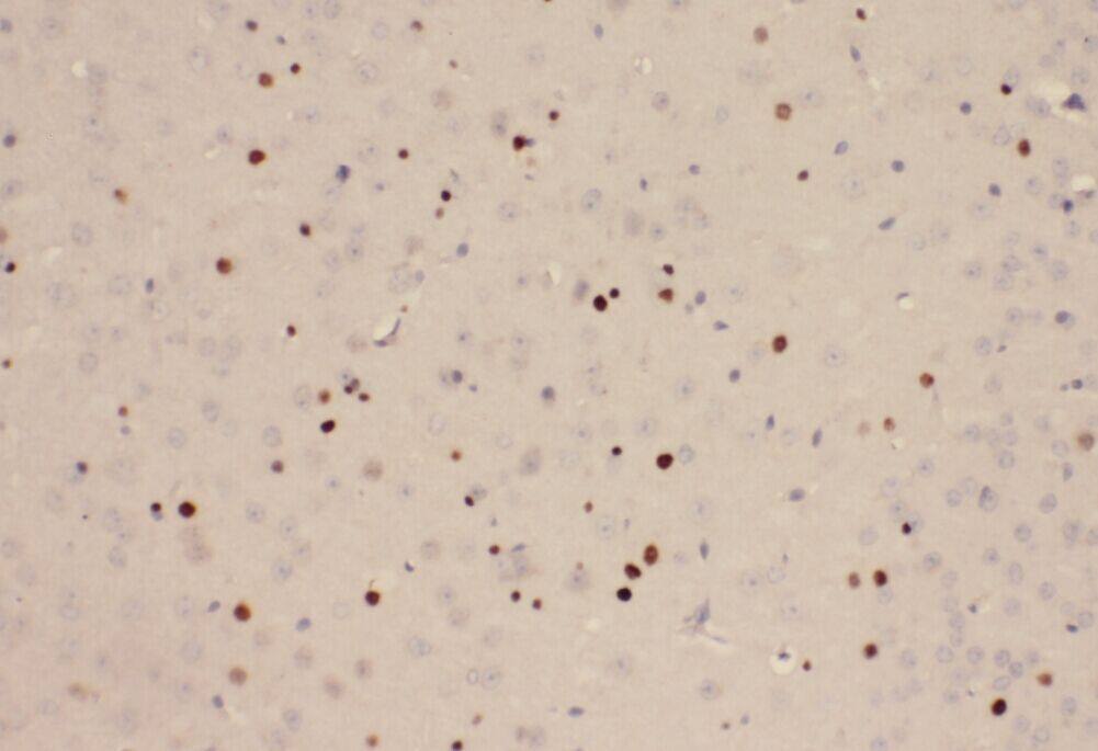 Immunohistochemistry YPEL1 Antibody - BSA Free