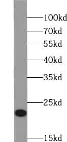 Western Blot YPEL1 Antibody - BSA Free