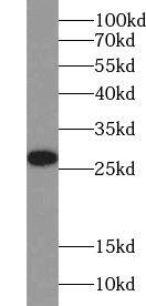 Western Blot YIPF4 Antibody - BSA Free