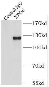 Immunoprecipitation XPO6 Antibody - BSA Free