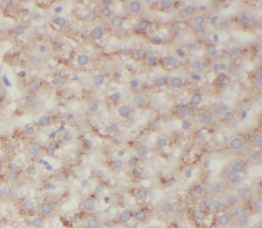 Immunohistochemistry Suppression of Tumorigenicity 7 Antibody - BSA Free