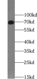 Western Blot: WDR76 Antibody - BSA Free [NBP3-45555] - HeLa cells were subjected to SDS PAGE followed by western blot with (WDR76 Antibody) at dilution of 1:300