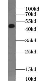 Western Blot: DCAF4L2 Antibody - BSA Free [NBP3-45565] - HEK-293 cells were subjected to SDS PAGE followed by western blot with (DCAF4L2 antibody) at dilution of 1:500