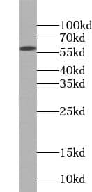 Western Blot YL1 Antibody - BSA Free