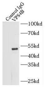 Immunoprecipitation VPS4B Antibody - BSA Free