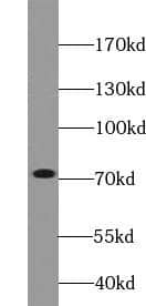 Western Blot VPS33B Antibody - BSA Free