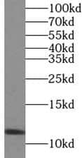 Western Blot VMA21 Antibody - BSA Free