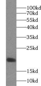 Western Blot VAMP4 Antibody - BSA Free