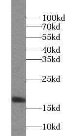 Western Blot UTP23 Antibody - BSA Free
