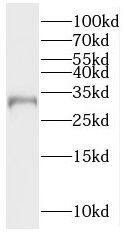 Western Blot: RTP1 Antibody - BSA Free [NBP3-45612] - HEK-293 cells were subjected to SDS PAGE followed by western blot with (RTP1 antibody) at dilution of 1:300