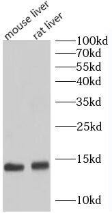 Western Blot: UQCRB Antibody - BSA Free [NBP3-45636] - Human heart tissue were subjected to SDS PAGE followed by western blot with (UQCRB antibody) at dilution of 1:400
