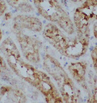 Immunohistochemistry UNC45A Antibody - BSA Free