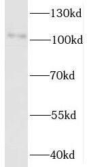 Western Blot UNC45A Antibody - BSA Free