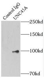 Immunoprecipitation UNC45A Antibody - BSA Free