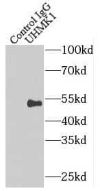 Immunoprecipitation: KIST Antibody - BSA Free [NBP3-45646] - IP Result of anti-KIST (IP:, 4ug; Detection: 1:500) with mouse brain tissue lysate 2640ug.