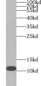 Western Blot UQCR10 Antibody - BSA Free