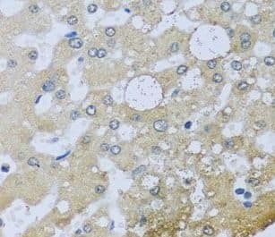 Immunohistochemistry UQCR10 Antibody - BSA Free