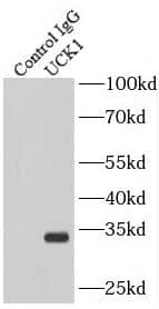 Immunoprecipitation UCK Antibody - BSA Free