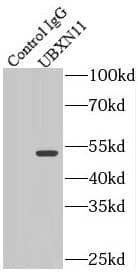 Immunoprecipitation UBXD5 Antibody - BSA Free