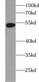Western Blot UBXD5 Antibody - BSA Free