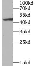 Western Blot: UBE2U Antibody - BSA Free [NBP3-45663] - Human heart tissue were subjected to SDS PAGE followed by western blot with (UBE2U antibody) at dilution of 1:1000