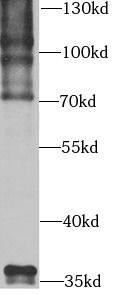 Western Blot: Ubiquitin C Antibody - BSA Free [NBP3-45669] - HepG2 cells were subjected to SDS PAGE followed by western blot with ( Ubiquitin C Antibody) at dilution of 1:1000