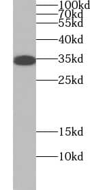 Western Blot: UBAC2 Antibody - BSA Free [NBP3-45670] - MCF-7 cells were subjected to SDS PAGE followed by western blot with (UBAC2 Antibody) at dilution of 1:600