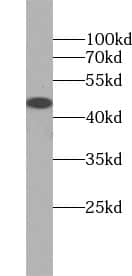 Western Blot: Tuftelin 1 Antibody - BSA Free [NBP3-45682] - HEK-293 cells were subjected to SDS PAGE followed by western blot with (Tuftelin 1 antibody) at dilution of 1:1000