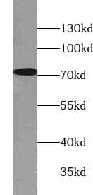 Western Blot: GCP4 Antibody - BSA Free [NBP3-45684] - MCF7 cells were subjected to SDS PAGE followed by western blot with (GCP4 antibody) at dilution of 1:500