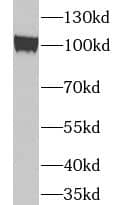 Western Blot TUBGCP3 Antibody - BSA Free